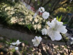 -重庆彩云湖湿地公园