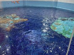 -蓝旗游泳·青训·亲子水域中心(方庄中心)