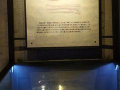 -贝壳梦幻世界