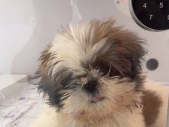 -翊宠yipet猫狗购宠庄园