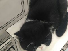 -白夜2D咖啡馆