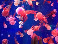 -成都浩海立方海洋公园