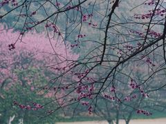 -杭州植物园