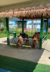 -萌宠亲子动物乐园(槐房万达店)