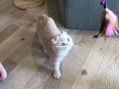 -CAT’S MEWSTAR CAFE·喵星球猫屋(晴湾咖啡店)