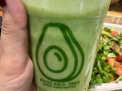 -油梨树 AVOCADO TREE(亮马桥店)