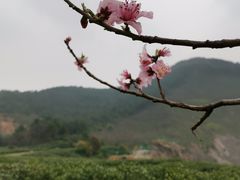 -树山生态村