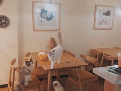 -滚猫咖啡·猫咖·猫友好撸猫(未来城店)