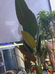 -东方美妍小鹏造型
