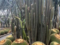 -深圳仙湖植物园