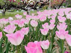 -朝阳公园