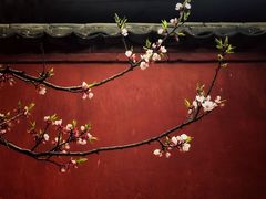 -一盏明灯全素斋(殊像寺店)
