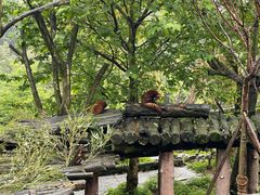 -都江堰中华大熊猫苑
