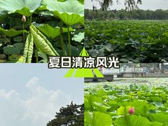 -长春市南湖公园