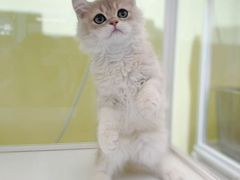 -三花喵·撸猫购宠·宠物生活馆(虹桥南丰城店)