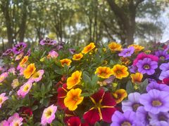 -上海鲜花港