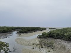 -北海金海湾红树林生态旅游区