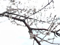 -丁香湖公园