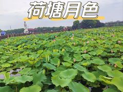 -荷塘月色湿地公园·向阳花洲