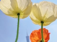 -二沙岛艺术公园