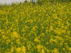 -光明小镇欢乐田园