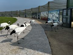 -盐城丹顶鹤湿地生态旅游区