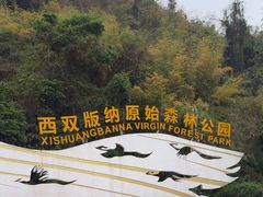 -西双版纳原始森林公园