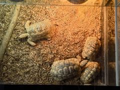 -上海大自然野生昆虫馆(东方明珠·爬宠昆虫探索中心)