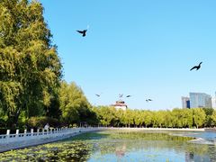 -莲花池公园