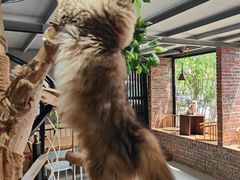 -豆逗聊愈猫阁Easy Life