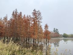 -白鹭湾湿地公园