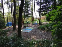 -铁山坪森林公园