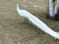 -横道河子东北虎林园