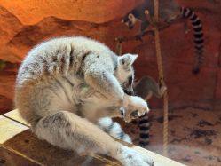 -Zoolung Zoolung动物主题公园(海信广场店)