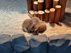 -Zoolung Zoolung动物主题公园(海信广场店)