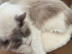 -共舞时光猫咖·狗咖(新街口店)