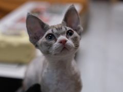 -美联众合动物医院·24h转诊中心