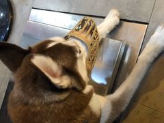 -严国平动物医院(德政总院)