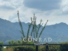 -杭州桐庐康莱德酒店西餐厅-舍