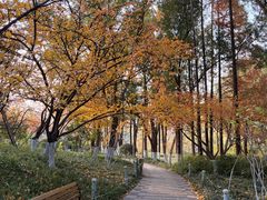 -青枫公园