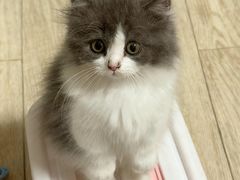 -欣宠猫屋·矮脚拿破仑·蓝金金渐层