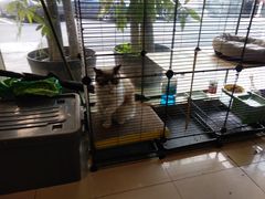 -蟹肉煲蟹肉(阊胥路店)