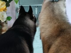 -Husky Go! 哈士奇体验馆·宠物咖啡厅狗咖