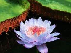 -中国科学院华南植物园
