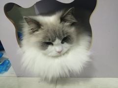 -喵的天空名猫咖啡馆·撸猫·猫舍·用品