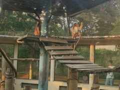 -合肥野生动物园