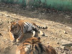 -栾川竹海野生动物园