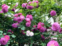 -白鹭湾湿地公园