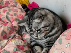 -博特宠物医院24h犬猫全科.骨科·异宠