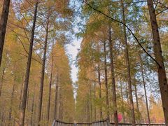 -黄海国家森林公园